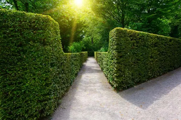 Entretien de jardin et haies mitoyennes , Soissons, SANTOS Rénovation